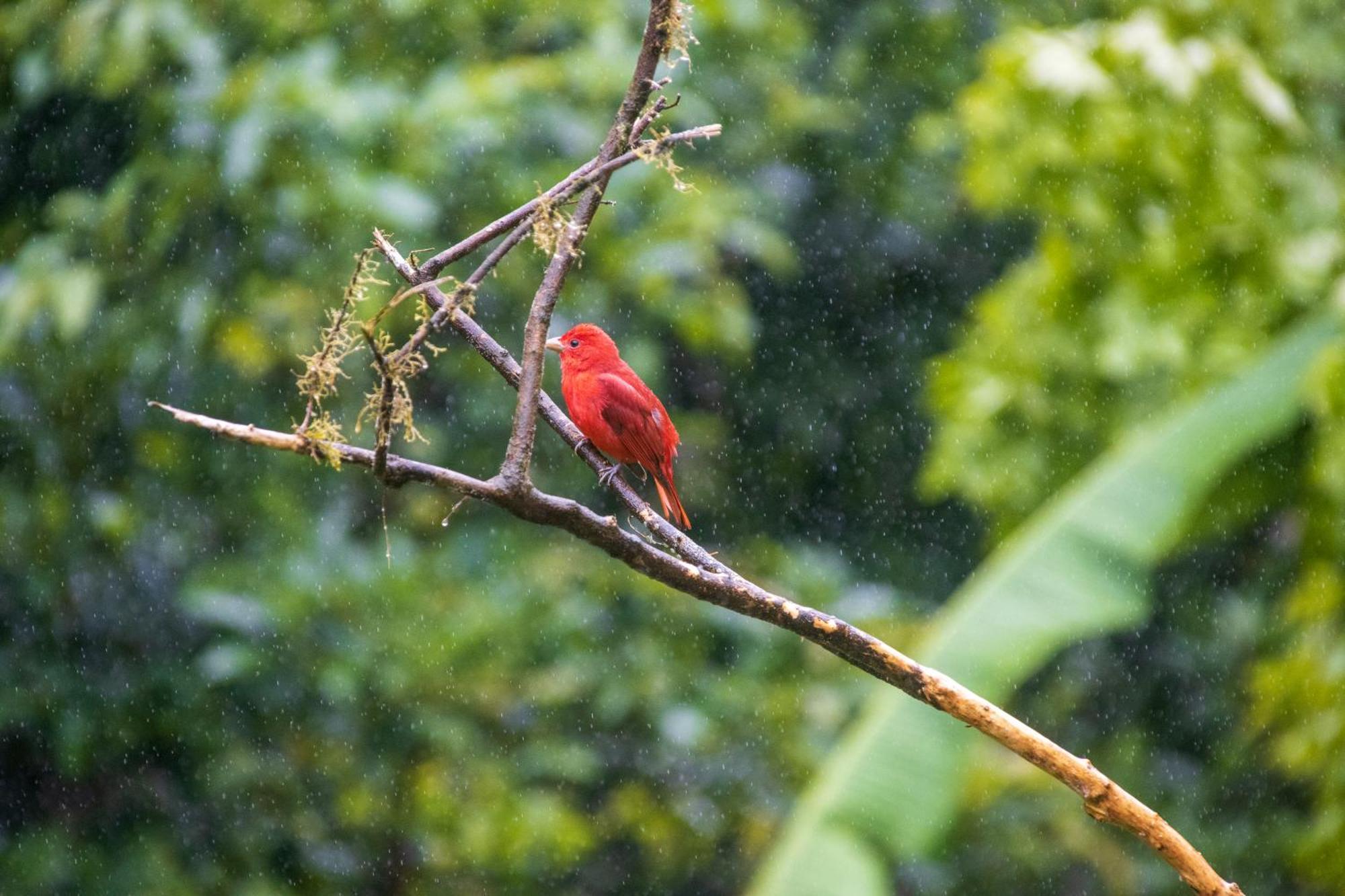 Aves De Tierras Altas Villa Bujagua Buitenkant foto