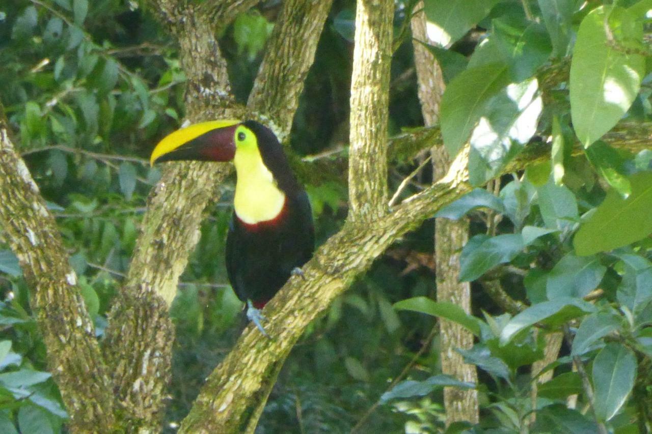Aves De Tierras Altas Villa Bujagua Buitenkant foto